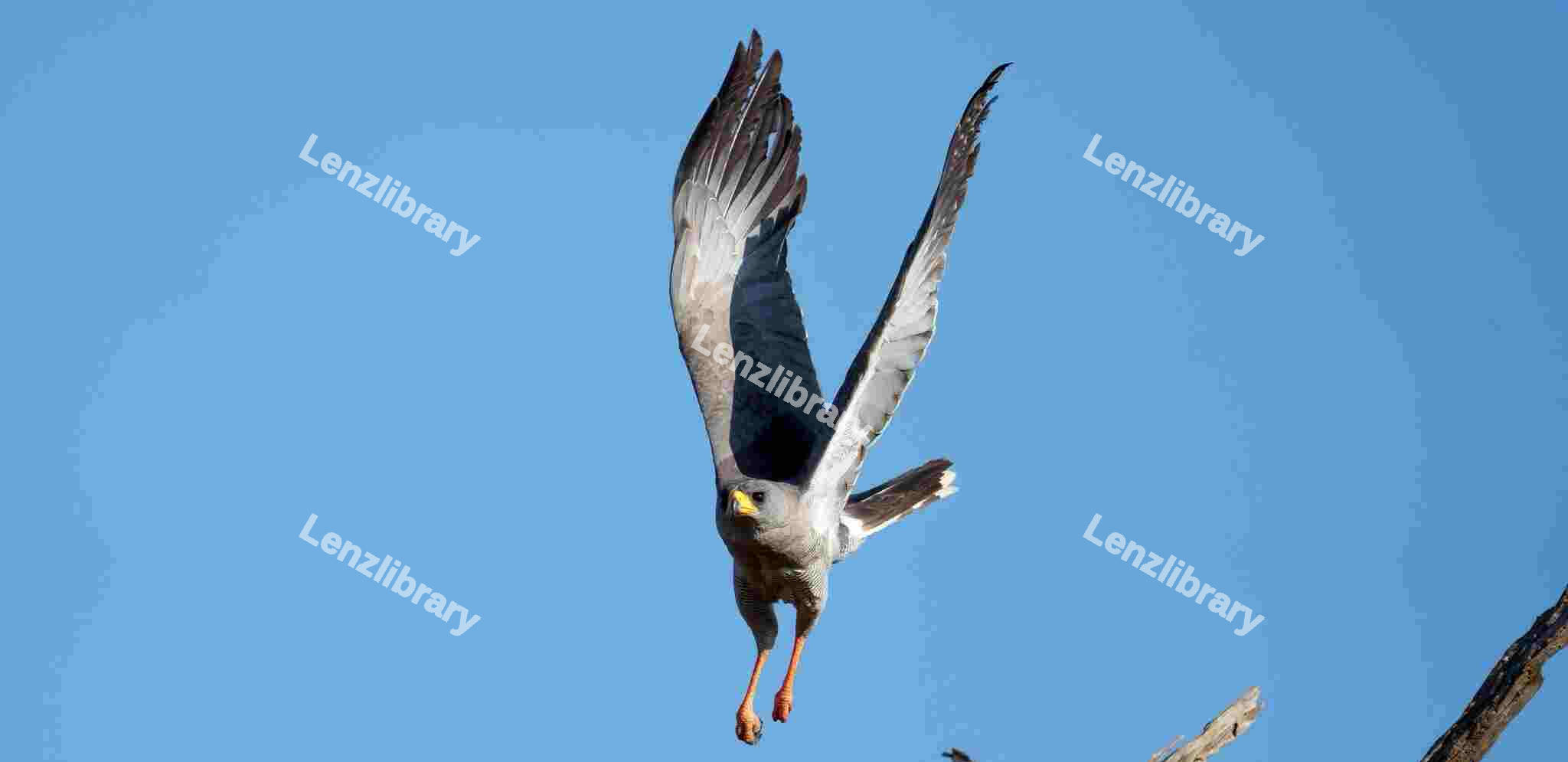Hawk flying over blue sky
